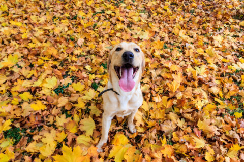 How to keep pets safe amid the smells and tastes of fall