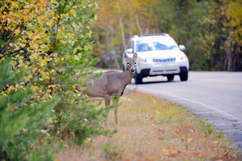 ‘Explosion’ of deer population could lead to more crashes next month