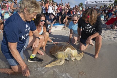 Diana Nyad marks anniversary of epic Cuba-Florida swim, freeing rehabilitated sea turtle in the Keys