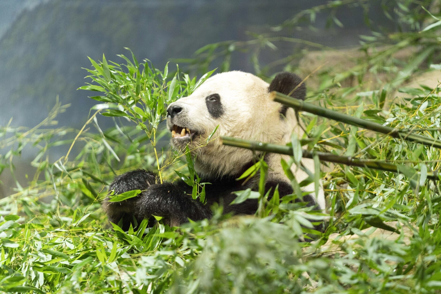 The National Zoo is throwing a sendoff party for its pandas