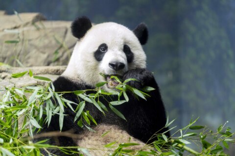 Panda Diplomacy: The departure of DC’s beloved pandas may signal a wider Chinese pullback