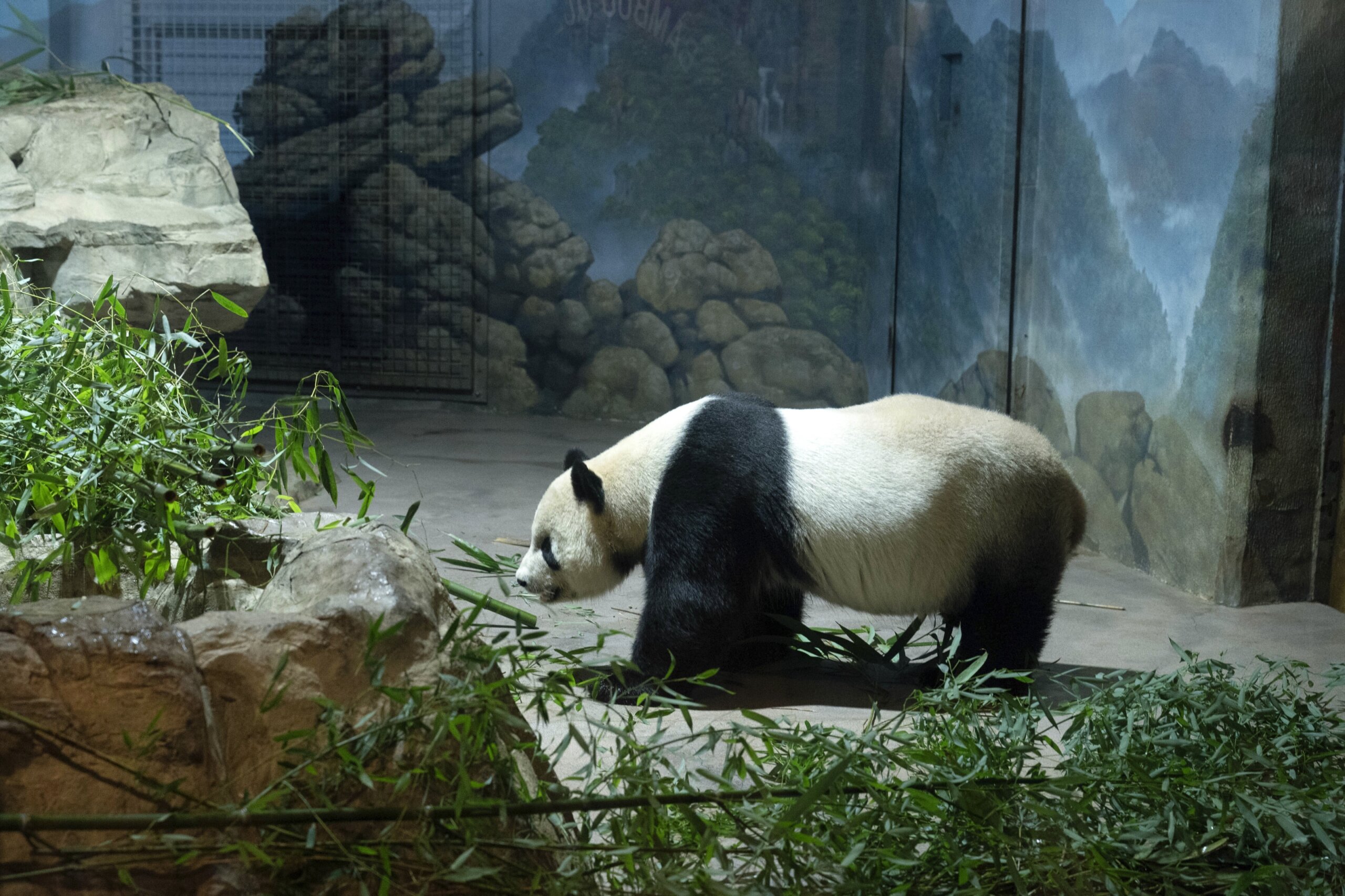 华盛顿特区的熊猫即将离开。它们的国家动物园展览将会发生什么？