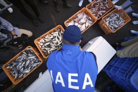 UN nuclear agency team watches Japanese lab workers prepare fish samples from damaged nuclear plant