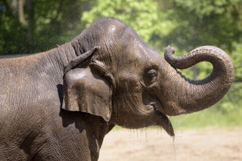 Elephant dies at St. Louis Zoo shortly after her herd became agitated from a dog running loose