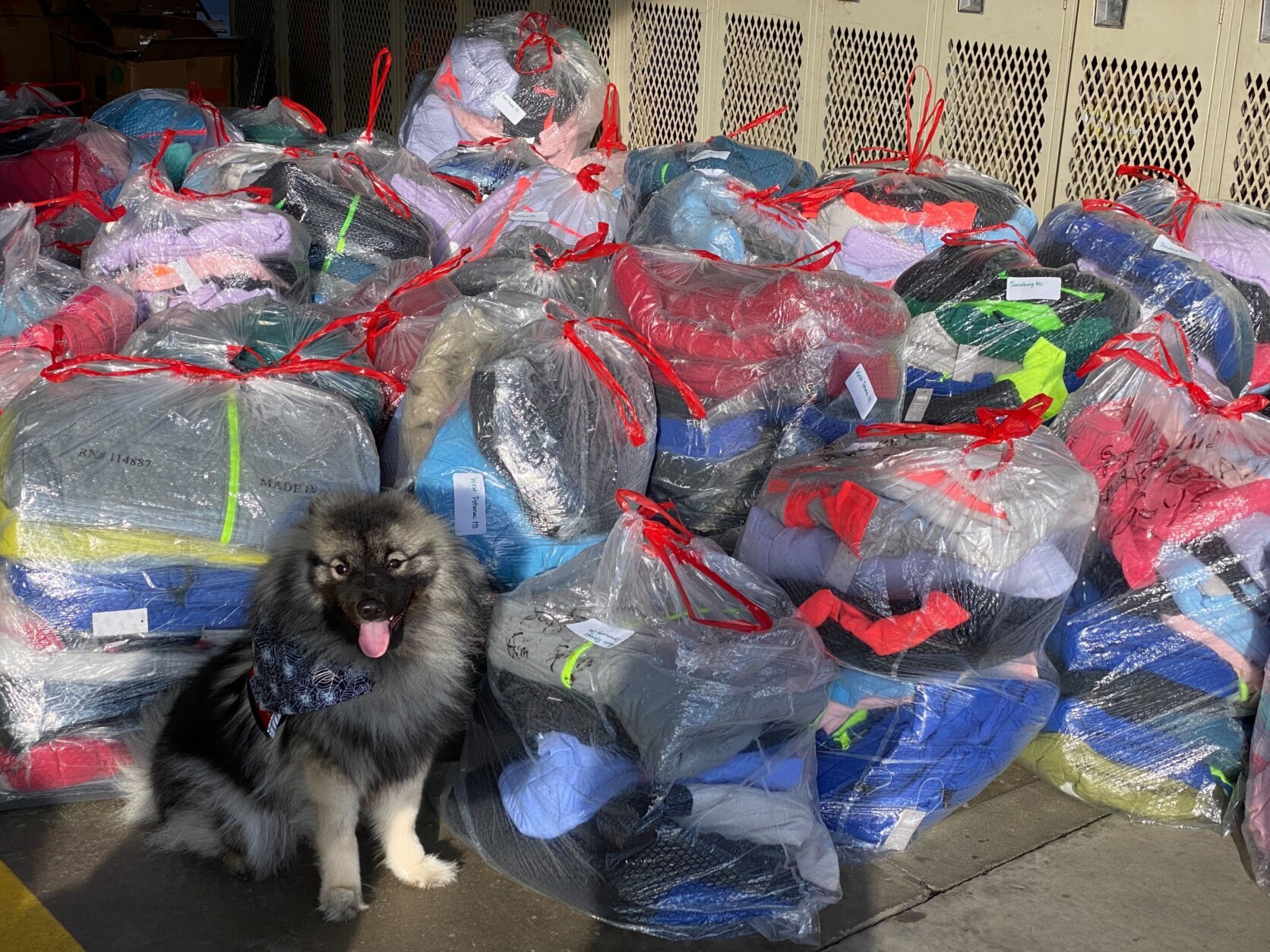 A dog stands in front of a pile of bags filled with winter coats