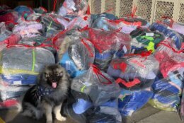 A dog stands in front of a pile of bags filled with winter coats
