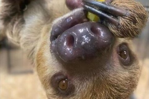 Nova Wild introduces two new two-toed sloths