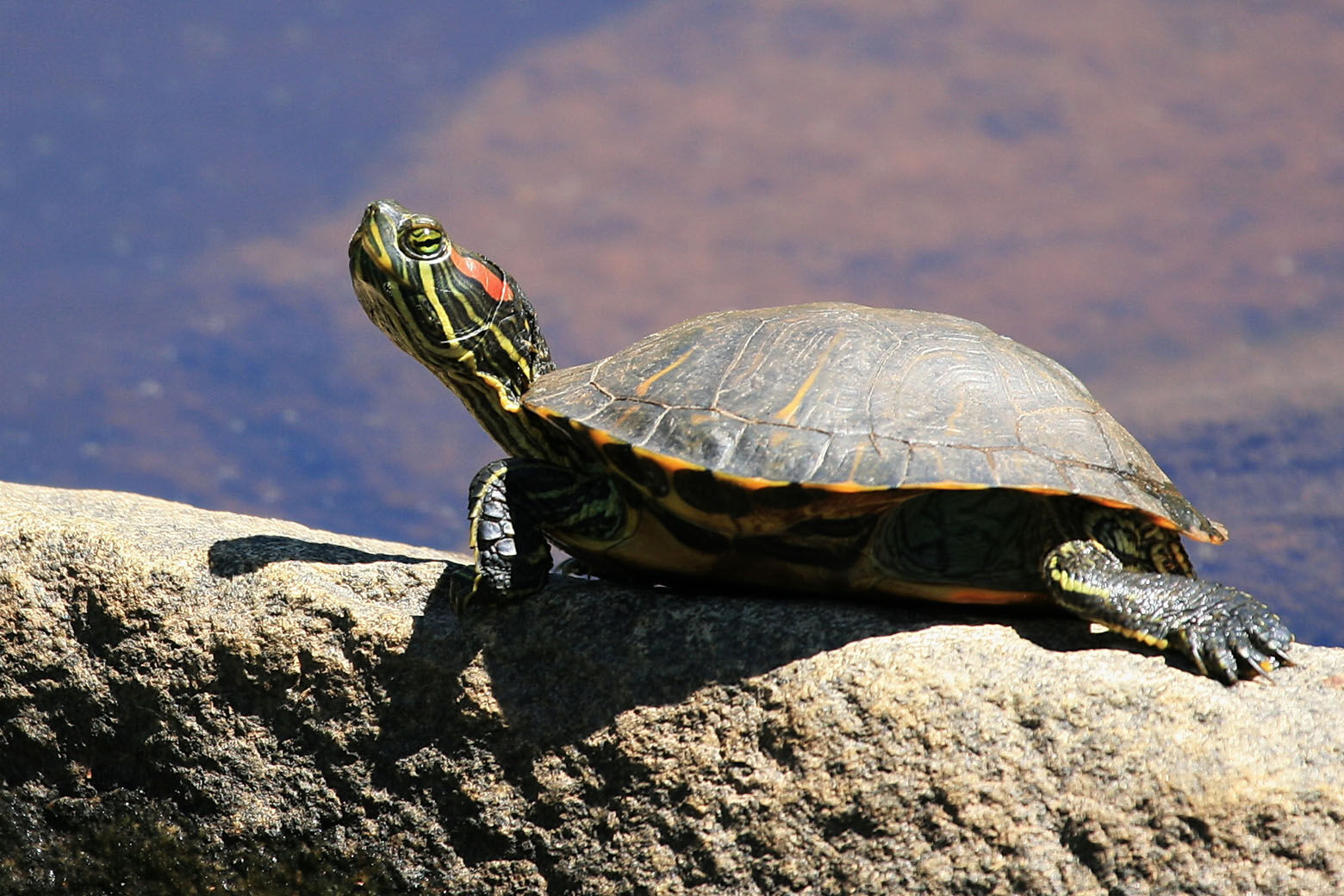 Virginia furthers efforts to combat illegal turtle trade – WTOP News