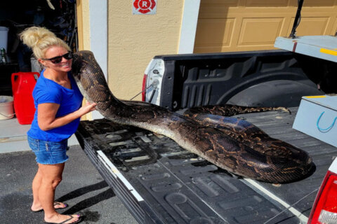 198-pound Burmese python caught in Florida: ‘It was more than a snake, it was a monster’