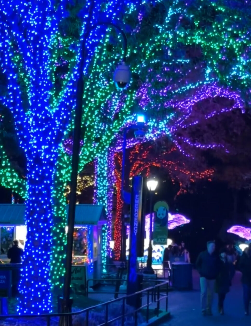 Trees lit up at Smithsonian National Zoo for "Zoo Lights"
