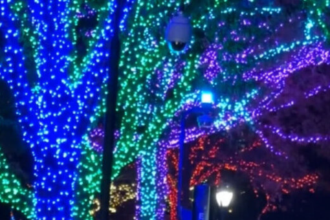 Trees lit up at Smithsonian National Zoo for "Zoo Lights"