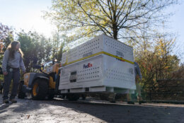Giant panda cub Xiao Qi Ji is transported in a crate to depart the Smithsonian's National Zoo and Conservation Biology Institute in Washington en route to Washington Dulles International Airport, where he will travel aboard the FedEx Panda Express to China, Wednesday, Nov. 8, 2023. (AP Photo/Stephanie Scarbrough)