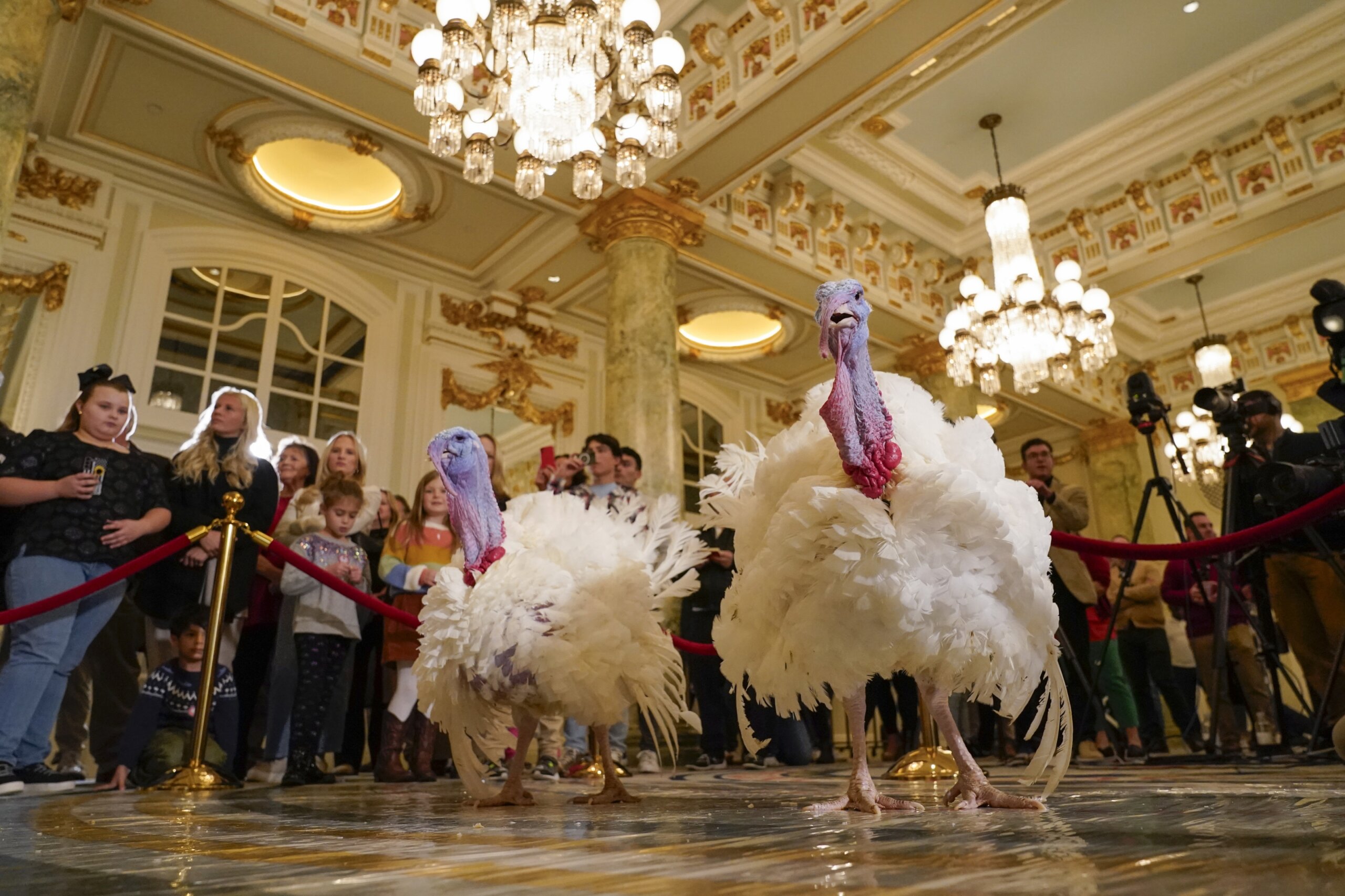 Biden Pardons National Thanksgiving Turkeys While Marking His 81st ...