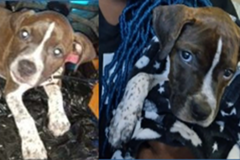DC police: Rocky Apollo, a pit bull terrier, is being held for ransom
