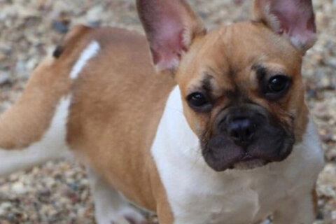 ‘It’s very traumatizing’: DC woman’s French Bulldog stolen months after losing another pup in District Dogs flood