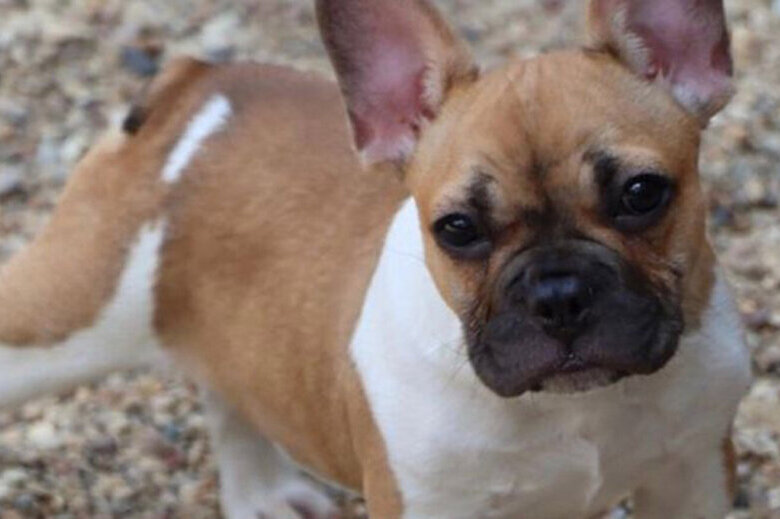 French bulldog stolen from DC woman months after her pet died in District Dogs flood – WTOP News