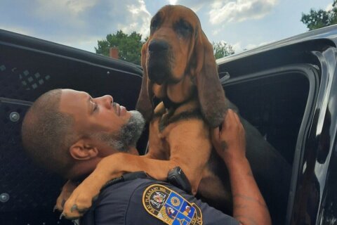 Prince George’s Co. K-9 helps find missing man with dementia