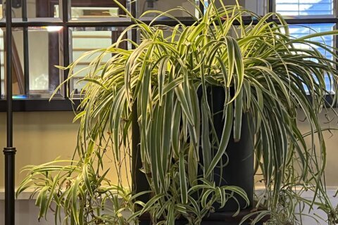 A slow transition to winter keeps houseplants healthy