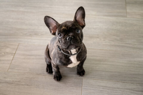Two French bulldogs stolen in DC region days apart. Is this a pattern for thieves?