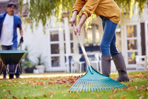 Why it may be better to skip raking your leaves