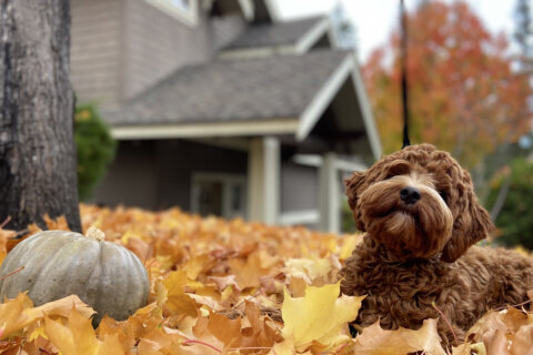 Safe Thanksgiving foods for your pet