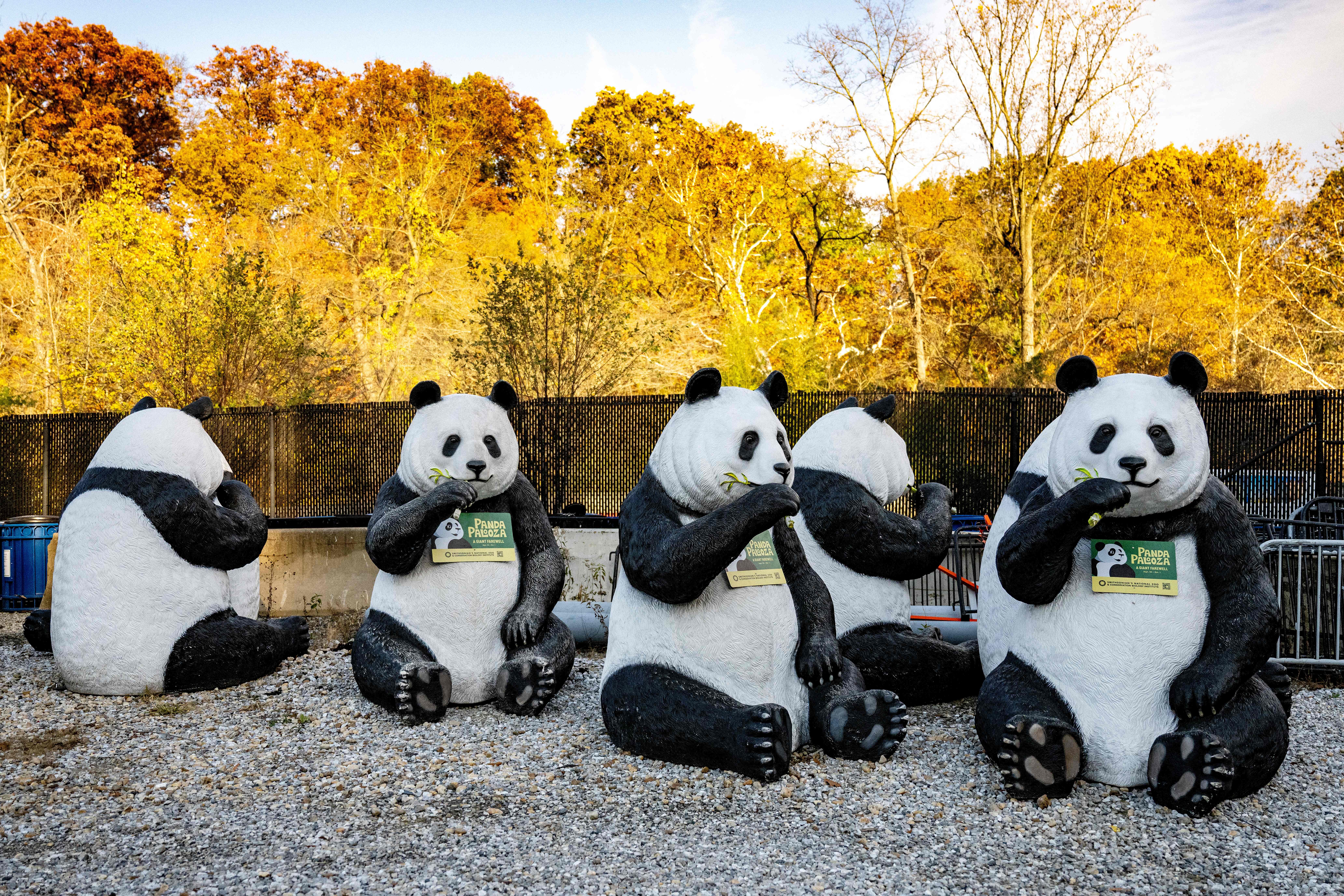 Giant Panda statues are stored in a back parking lot at the Smithsonian National Zoo in Washington, DC, on November 7, 2023. All three of the zoo's pandas are leaving for China by the end of the year, bringing at least a temporary end to a decades-old connection between the cuddly animal and the US capital. And while the pandas' departure had been expected due to contractual obligations, many can't help but see the shift as reflective of the growing strains between Beijing and Washington. (Photo by Jim WATSON / AFP) (Photo by JIM WATSON/AFP via Getty Images)