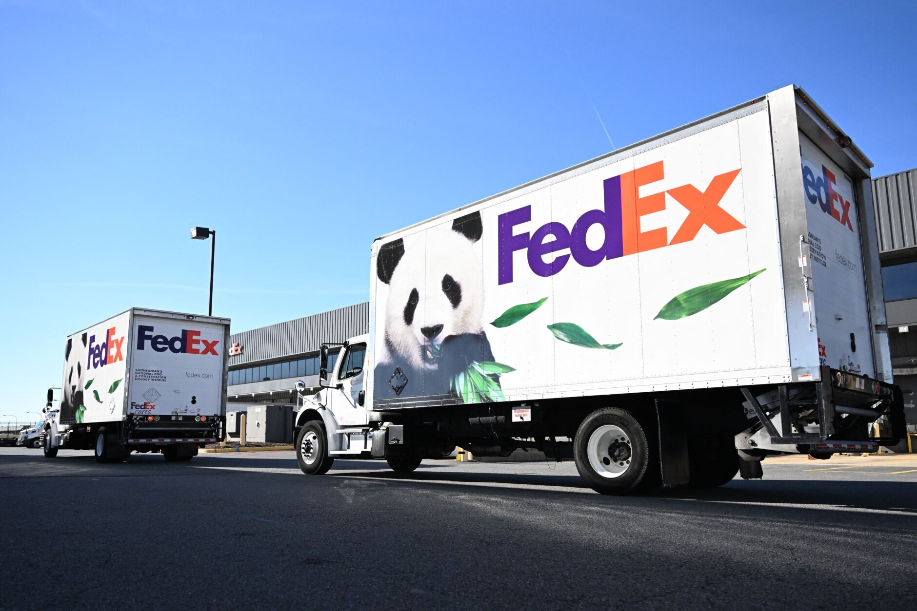 Trucks carrying the Giant Pandas from the Smithsonian's National Zoo arrive at Dulles International Airport in Dulles, Virginia, on November 8, 2023. All three of the zoo's pandas are leaving for China, bringing at least a temporary end to a decades-old connection between the cuddly animal and the US capital. And while the pandas' departure had been expected due to contractual obligations, many can't help but see the shift as reflective of the growing strains between Beijing and Washington. (Photo by Jim WATSON / AFP) (Photo by JIM WATSON/AFP via Getty Images)