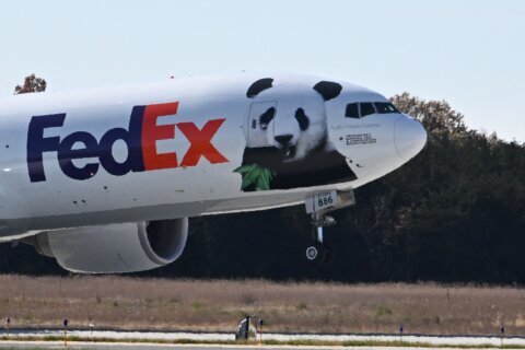 ‘Never been a shipment of this magnitude’: National Zoo’s giant pandas take off for long journey to China
