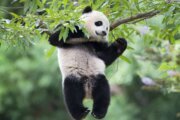 2 giant pandas head to DC's National Zoo