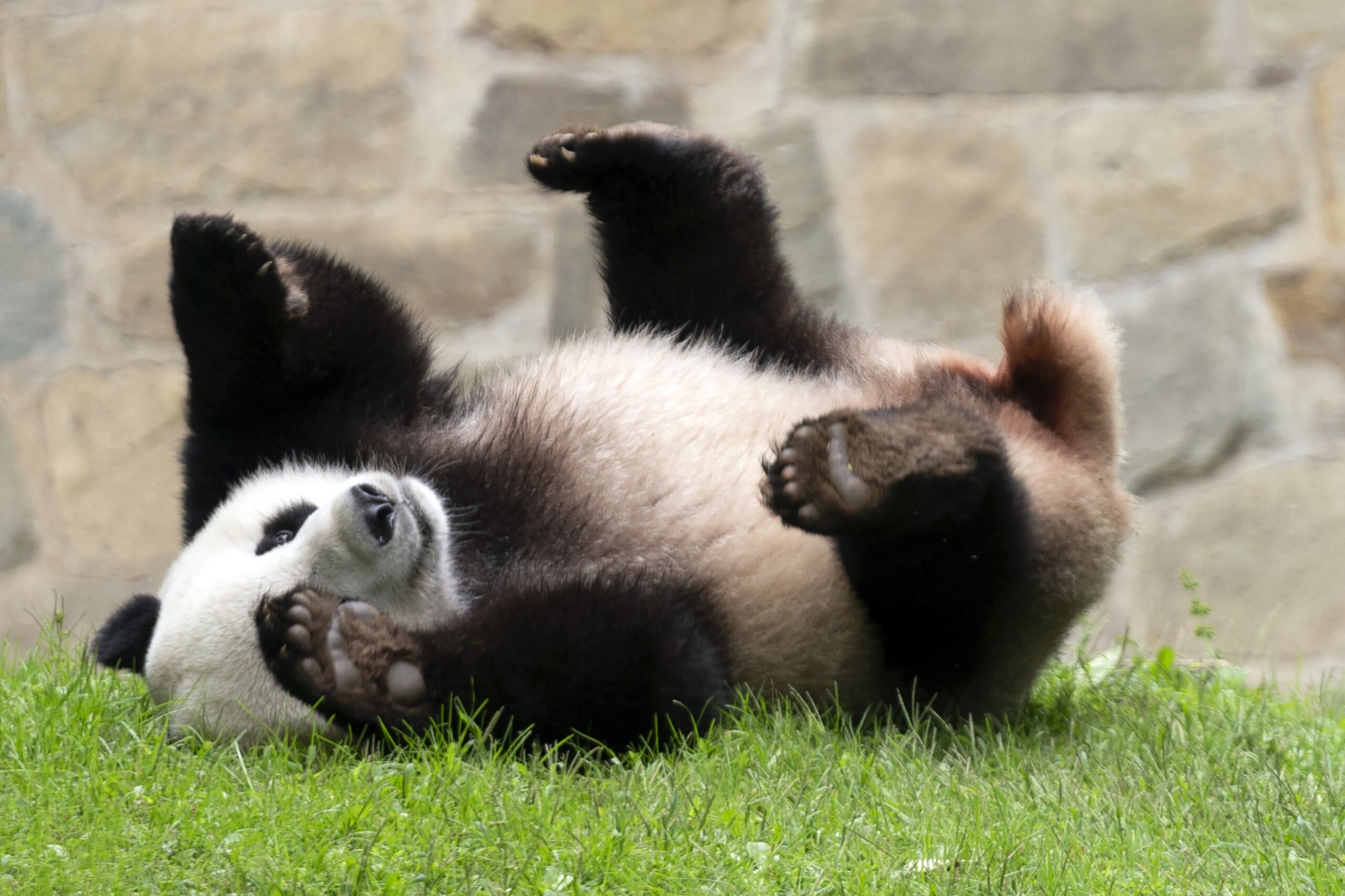 中国总统暗示更多熊猫将来到美国