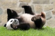 National Zoo to close Tuesday in anticipation of giant pandas' arrival from China