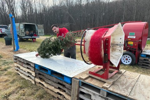 Cut your own Christmas tree at this Maryland family-owned farm