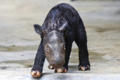 A Sumatran rhino calf born in Indonesia adds to an endangered species of fewer than 50 animals