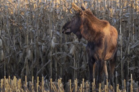 The journey of Minnesota’s Rutt the moose is tracked by a herd of fans