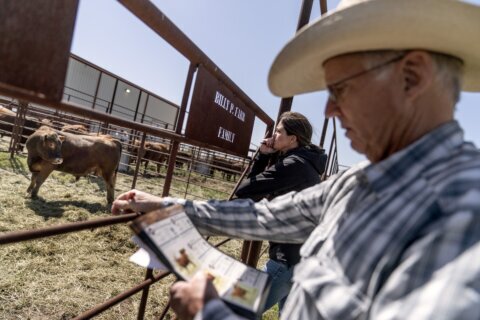 Beef is a way of life in Texas, but it’s hard on the planet. This rancher thinks she can change that