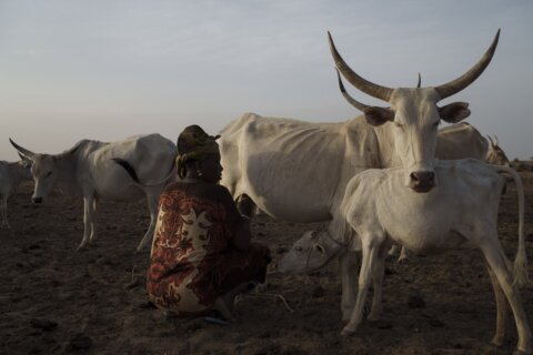 AP PHOTOS: Pastoralists in Senegal raise livestock much as their ancestors did centuries ago