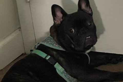 French bulldog stolen from Fairfax Co. home, police say