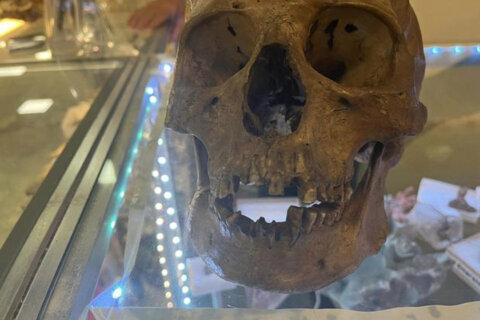 Likely human skull found in Halloween section of Florida thrift store