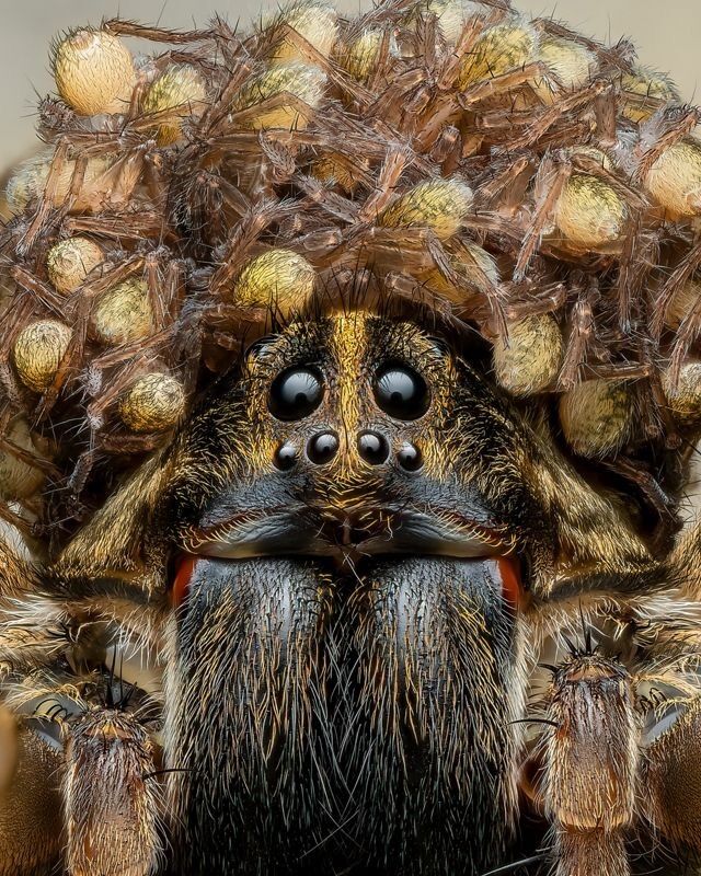 Close-up photo of wolf spider with babies on her back