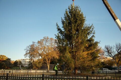 Gusty winds topple National Christmas Tree near the White House