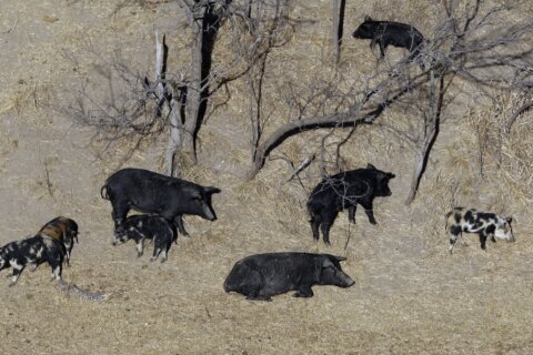 A population of hard-to-eradicate ‘super pigs’ in Canada is threatening to invade the US