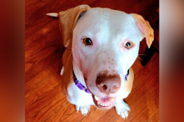 A dog gazes up at the camera