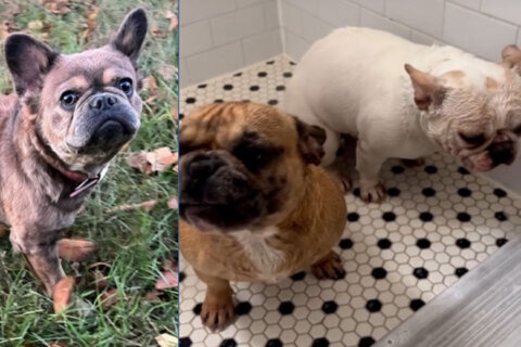 3 French Bulldogs dognapped in Southeast DC armed robbery