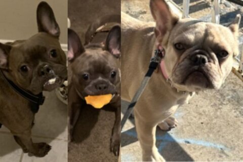 2 French bulldogs stolen days apart in DC, police say