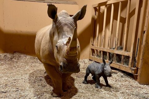Zoo welcomes white rhinoceros baby on Christmas Eve
