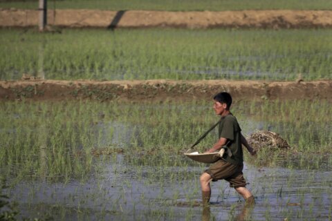 Asia lags behind pre-pandemic levels of food security, UN food agency says