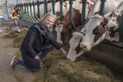 Cows in Rotterdam harbor, seedlings on rafts in India; are floating farms the future?