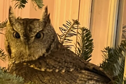 A Kentucky family gets an early gift: an owl in their Christmas tree