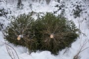 Christmas tree farms hope for good sales after a tough growing season