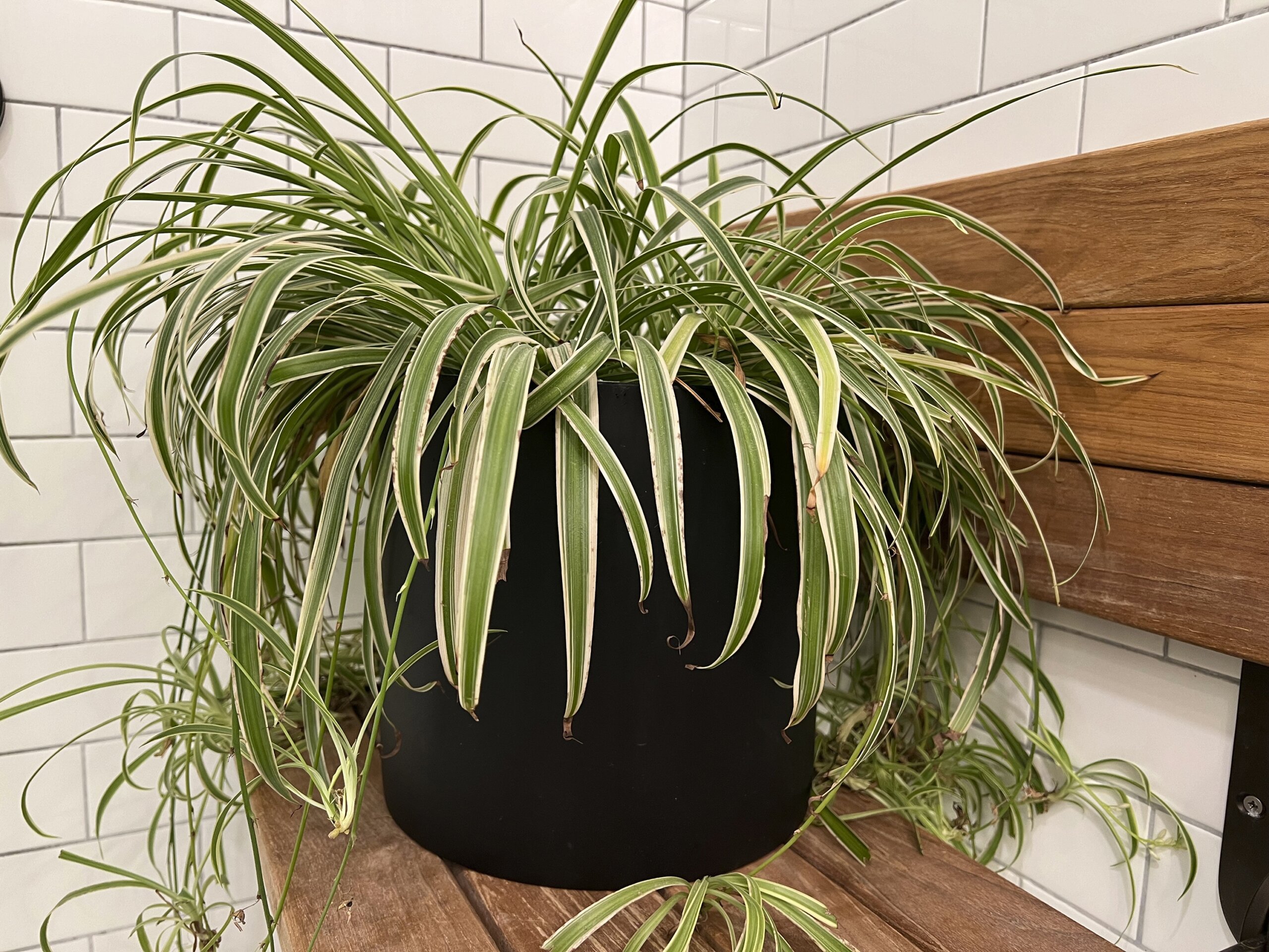 Spider Plant – Chicago Plants